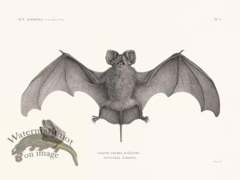 Bats of the World 09